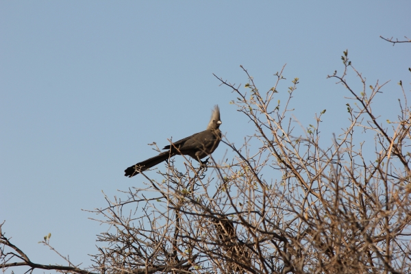 Zdjęcie z Namibii - Hwange NP