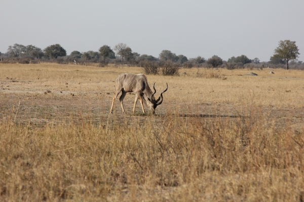 Zdjęcie z Namibii - Hwange NP