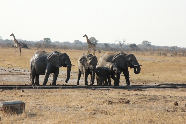 Zdjęcie z Namibii - Hwange NP