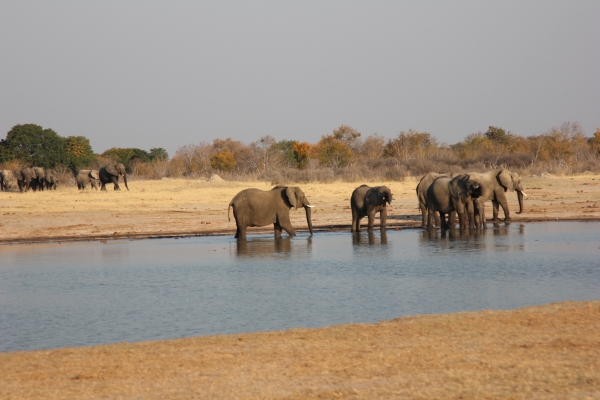 Zdjęcie z Namibii - Hwange NP