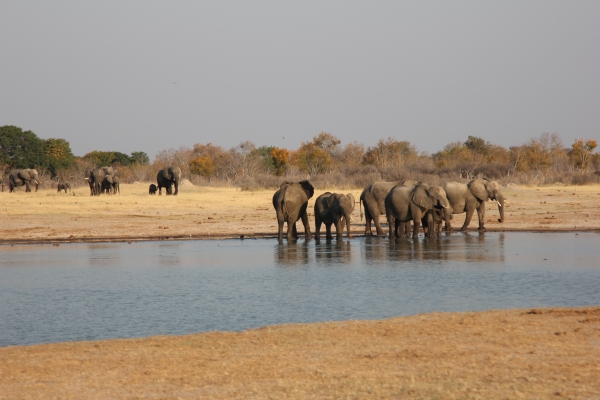 Zdjęcie z Namibii - Hwange NP