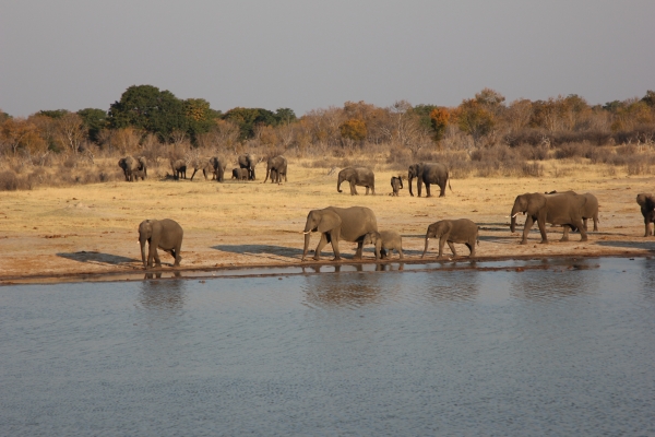 Zdjęcie z Namibii - Hwange NP