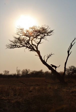 Zdjęcie z Namibii - Hwange NP