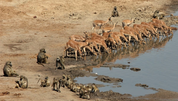 Zdjęcie z Namibii - 