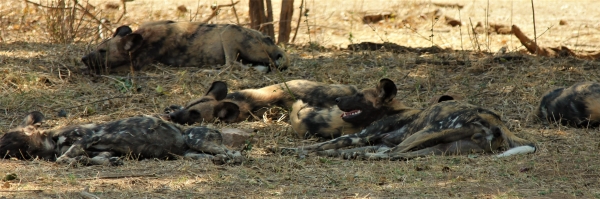 Zdjęcie z Namibii - Hwange NP