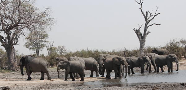 Zdjęcie z Namibii - Hwange NP