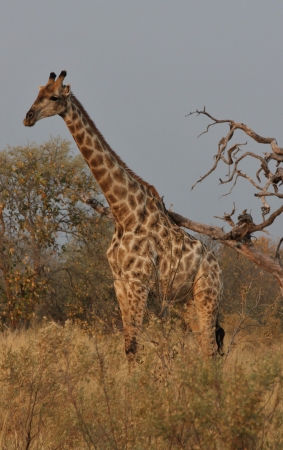 Zdjęcie z Namibii - 
