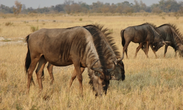 Zdjęcie z Namibii - 