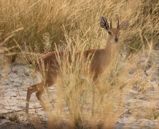 Zdjęcie z Namibii - Hwange NP