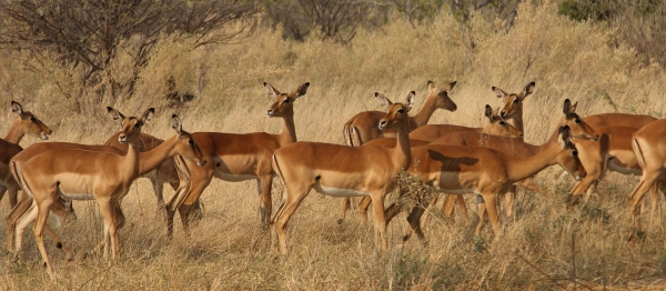 Zdjęcie z Namibii - 