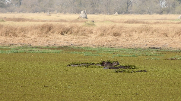 Zdjęcie z Namibii - Hwange NP