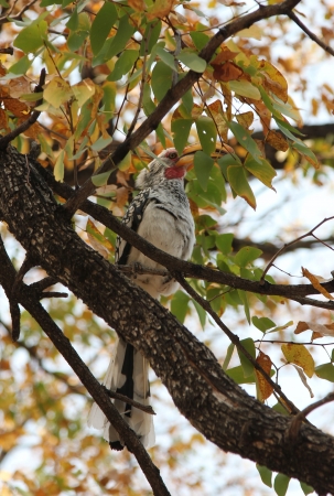 Zdjęcie z Namibii - Botswana