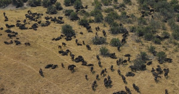 Zdjęcie z Namibii - Botswana