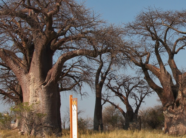 Zdjęcie z Namibii - Botswana