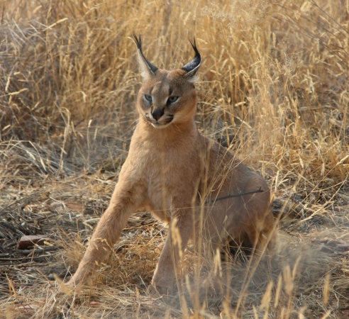 Zdjęcie z Namibii - Namibia