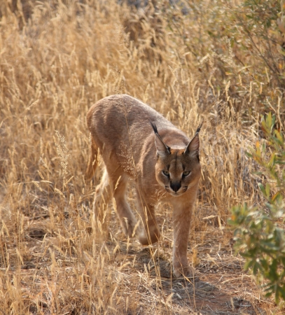 Zdjęcie z Namibii - Namibia N/a`an Wildlife sanctuare