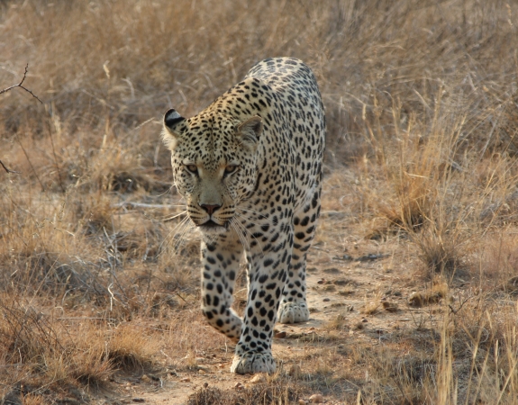 Zdjęcie z Namibii - Namibia N/a`an Wildlife sanctuary