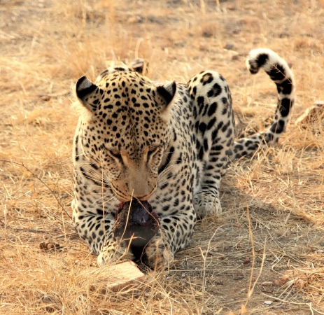 Zdjęcie z Namibii - Namibia N/a`an Wildlife sanctuary