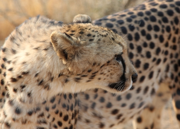 Zdjęcie z Namibii - Namibia N/a`an Wildlife sanctuary