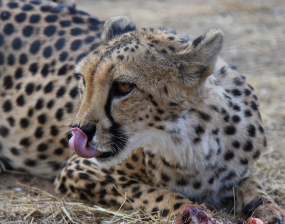 Zdjęcie z Namibii - Namibia N/a`an Wildlife sanctuary