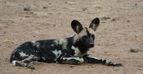 Zdjęcie z Namibii - Namibia N/a`an Wildlife sanctuary