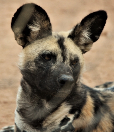 Zdjęcie z Namibii - Namibia N/a`an Wildlife sanctuary