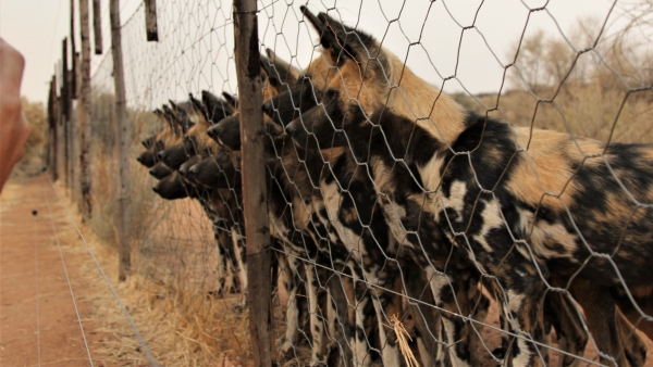 Zdjęcie z Namibii - Namibia N/a`an Wildlife sanctuary