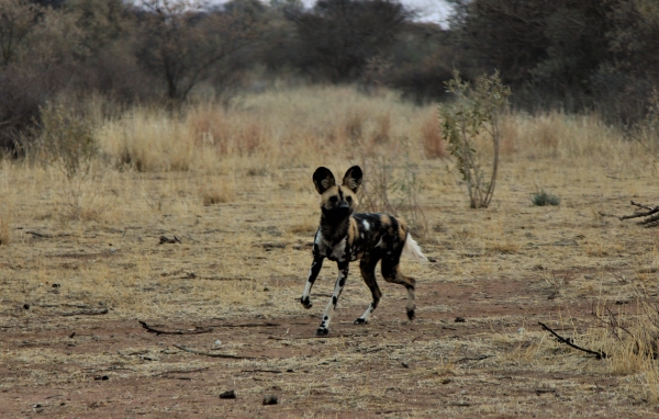 Zdjęcie z Namibii - Namibia N/a`an Wildlife sanctuary