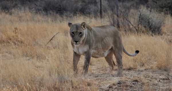 Zdjęcie z Namibii - Namibia N/a`an Wildlife sanctuary