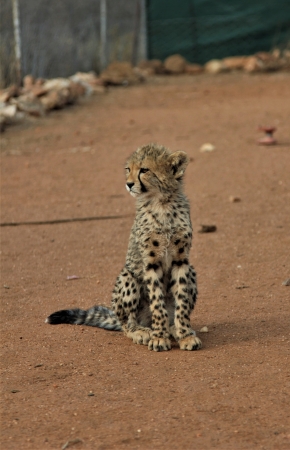 Zdjęcie z Namibii - Namibia N/a`an Wildlife sanctuary