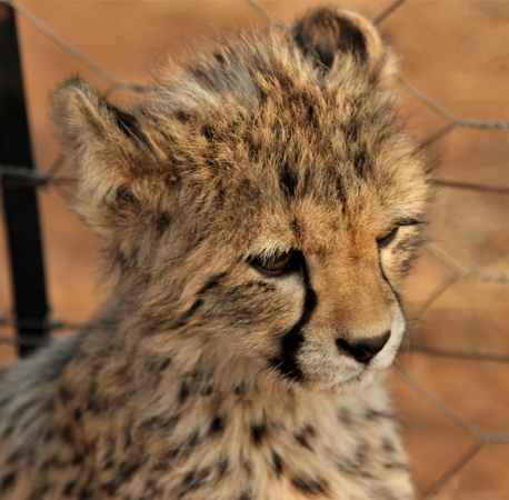 Zdjęcie z Namibii - Namibia N/a`an Wildlife sanctuary