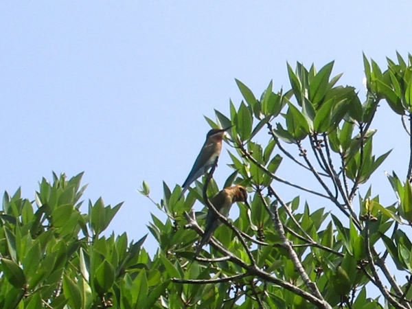 Zdjęcie ze Sri Lanki - Madu River