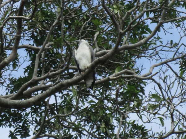 Zdjęcie ze Sri Lanki - Madu River