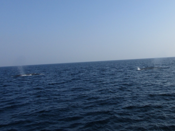 Zdjęcie ze Sri Lanki - Whale watching