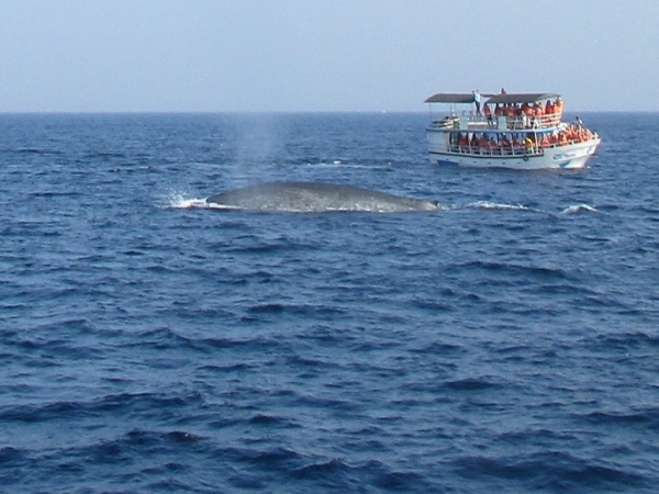 Zdjęcie ze Sri Lanki - Whale watching