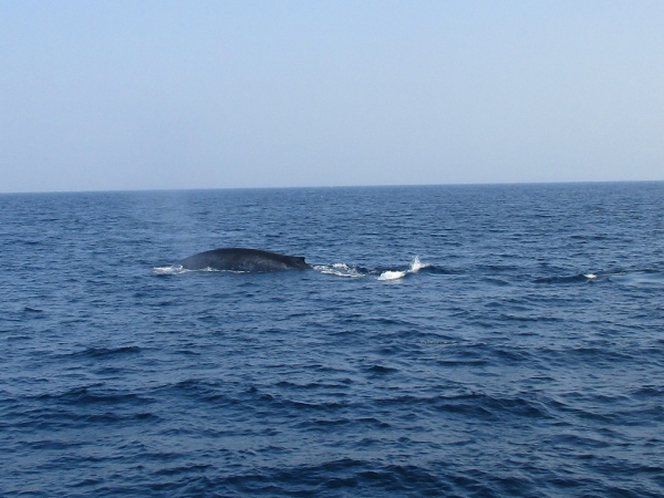 Zdjęcie ze Sri Lanki - Whale watching