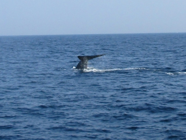 Zdjęcie ze Sri Lanki - Whale watching