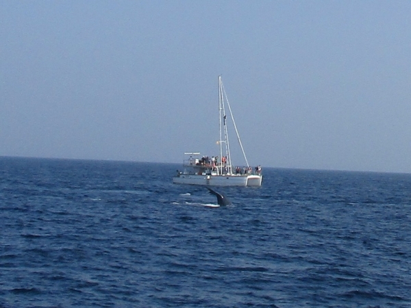Zdjęcie ze Sri Lanki - Whale watching