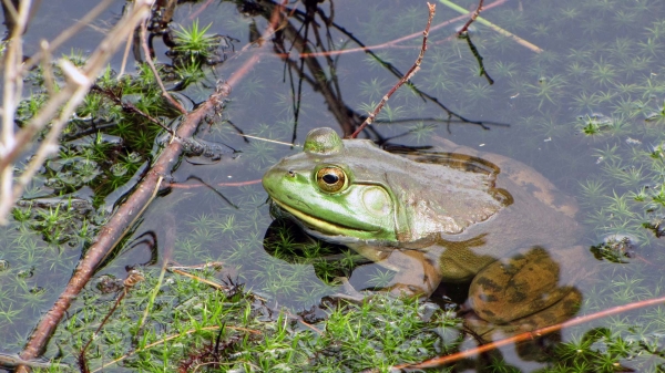 Zdjęcie z Kanady - Żaba rycząca (American Bullfrog)