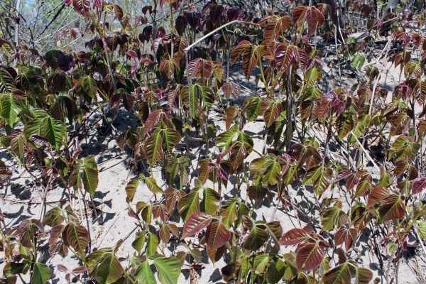 Zdjęcie z Kanady - Trujący bluszcz (Poison Ivy) na miejscach biwakowych