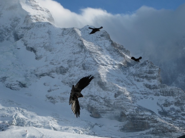 Zdjęcie ze Szwajcarii - Kleine Scheidegg