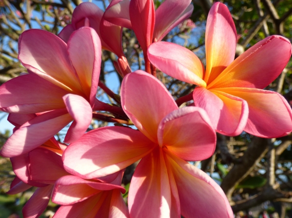 Zdjęcie z Indonezji - Frangipani albo inaczej plumeria