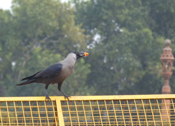 Zdjęcie z Indii - wrona orientalna