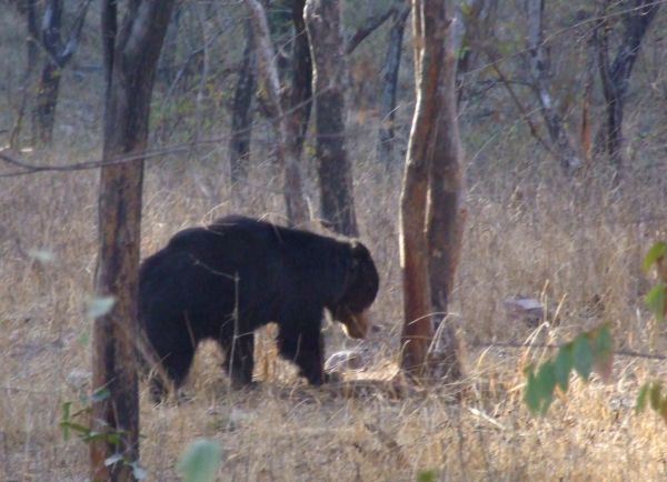 Zdjęcie z Indii - niedźwiedź wargacz