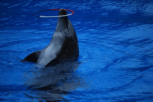 Zdjęcie z Republiki Półudniowej Afryki - uShaka Marine world