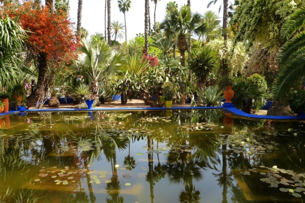 Zdjęcie z Maroka - Ogród Majorelle