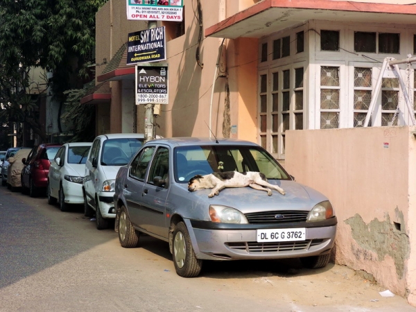 Zdjęcie z Indii - Delhi - dwa kroki od hotelu.