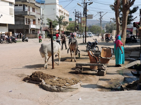 Zdjęcie z Indii - Jaipur - na ulicach suszą się krowie placki na opał.
