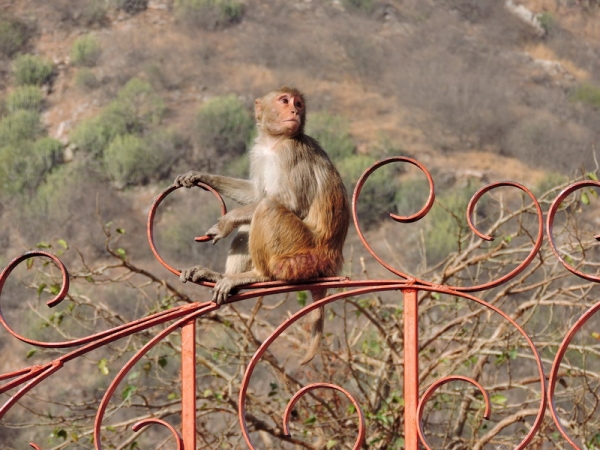 Zdjęcie z Indii - Galta - Świątynia Małp.