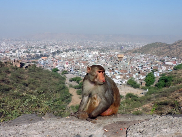 Zdjęcie z Indii - Galta - Świątynia Małp, widok na Jaipur.